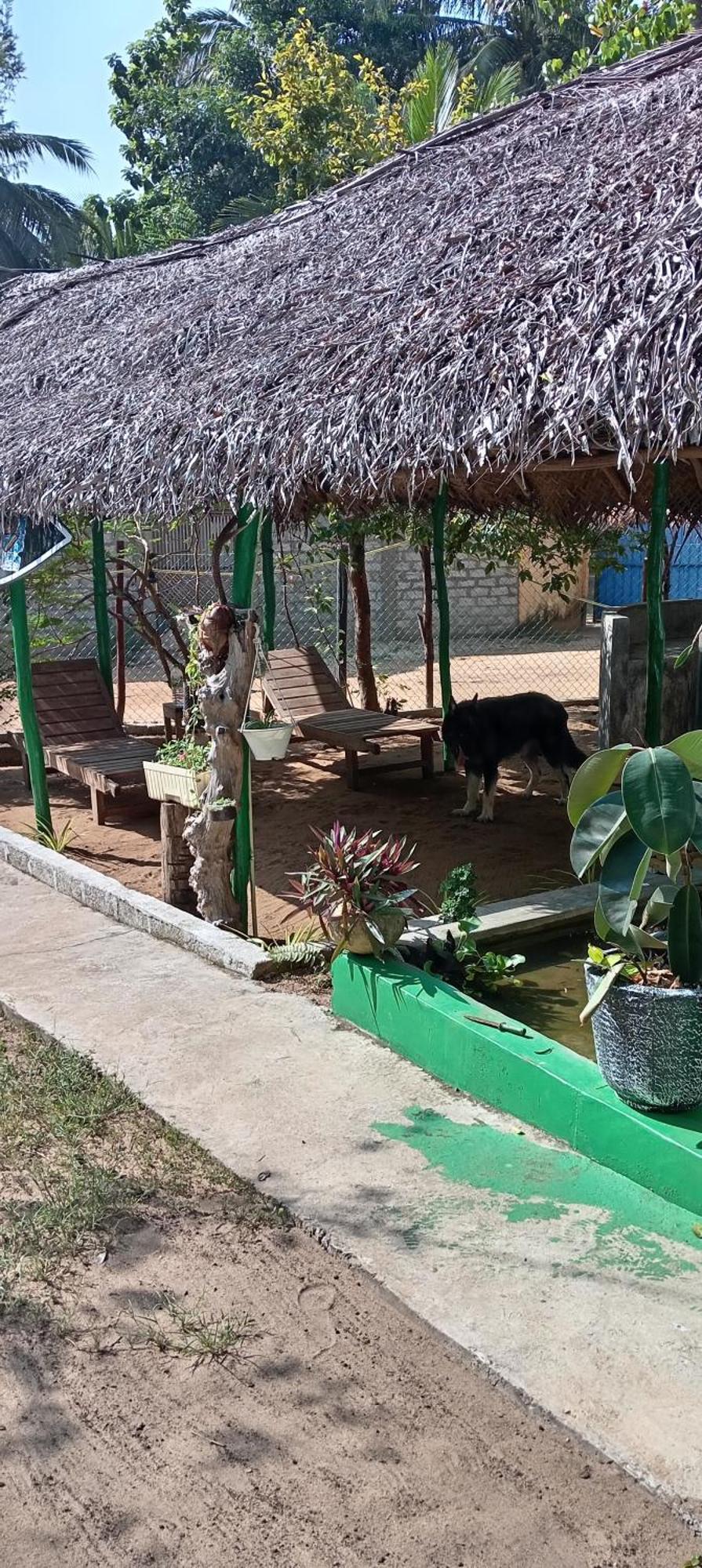 Surfing Lion Hostel 阿鲁甘湾 外观 照片